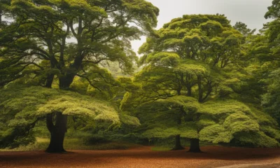 forest or forrest