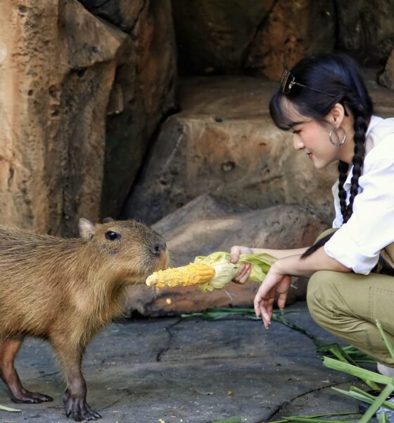 zoo
