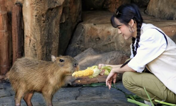 zoo