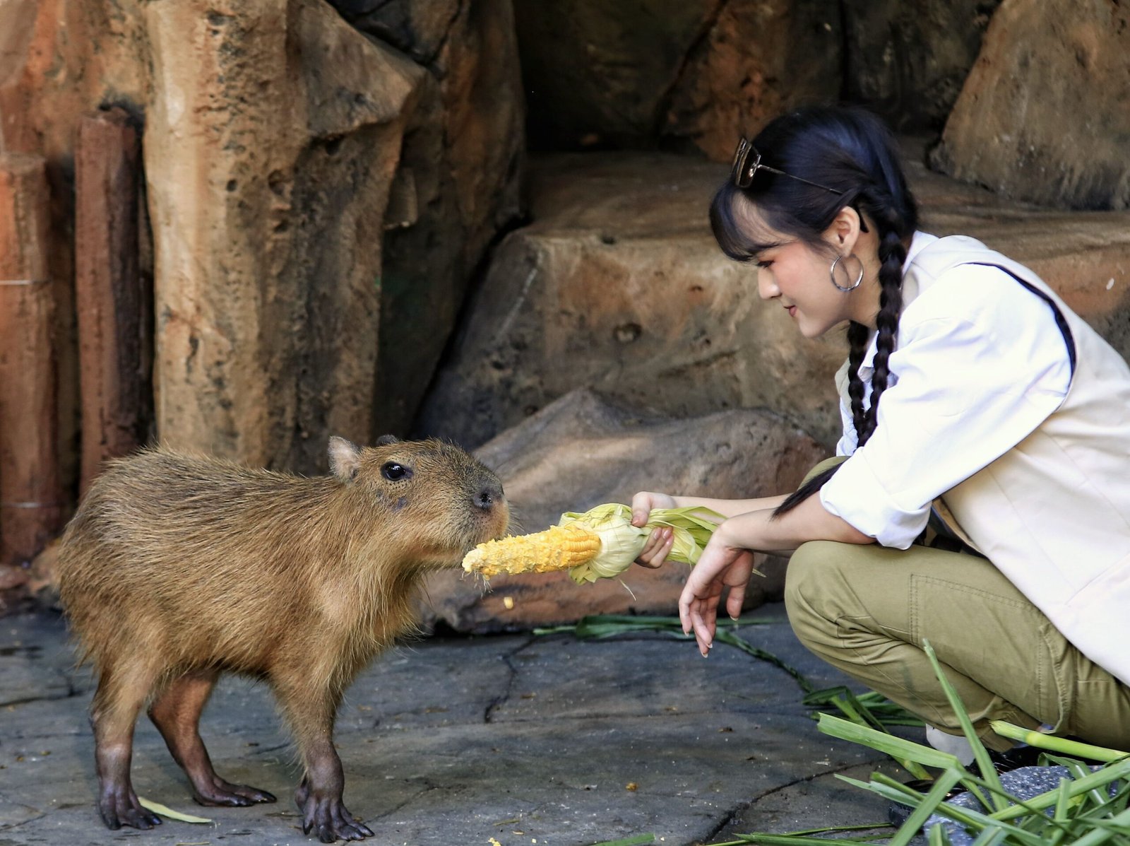 zoo